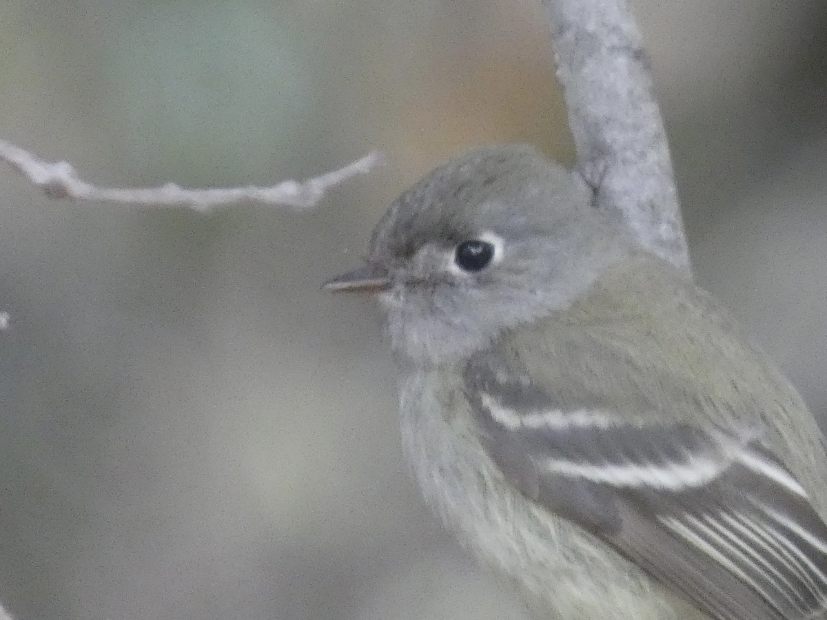 Hammond's Flycatcher - ML630025263