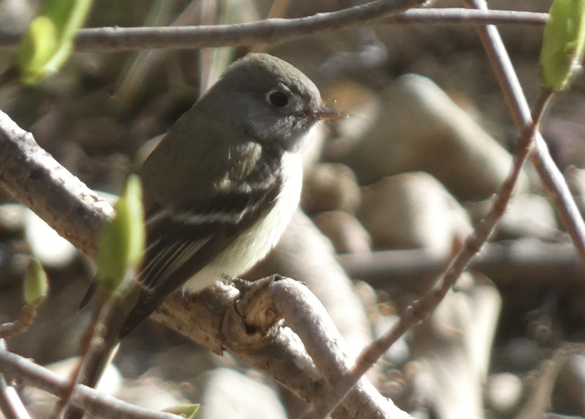 Hammond's Flycatcher - ML630025264