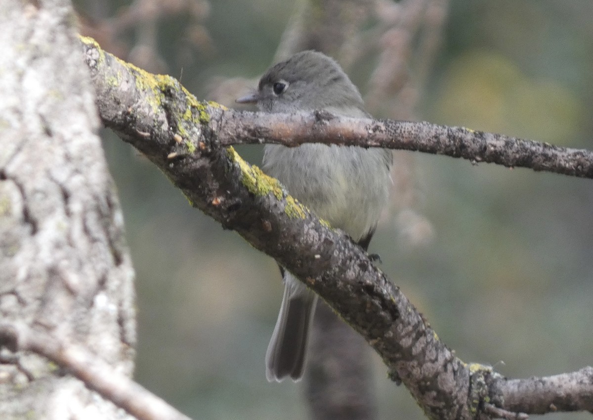 Hammond's Flycatcher - ML630025265