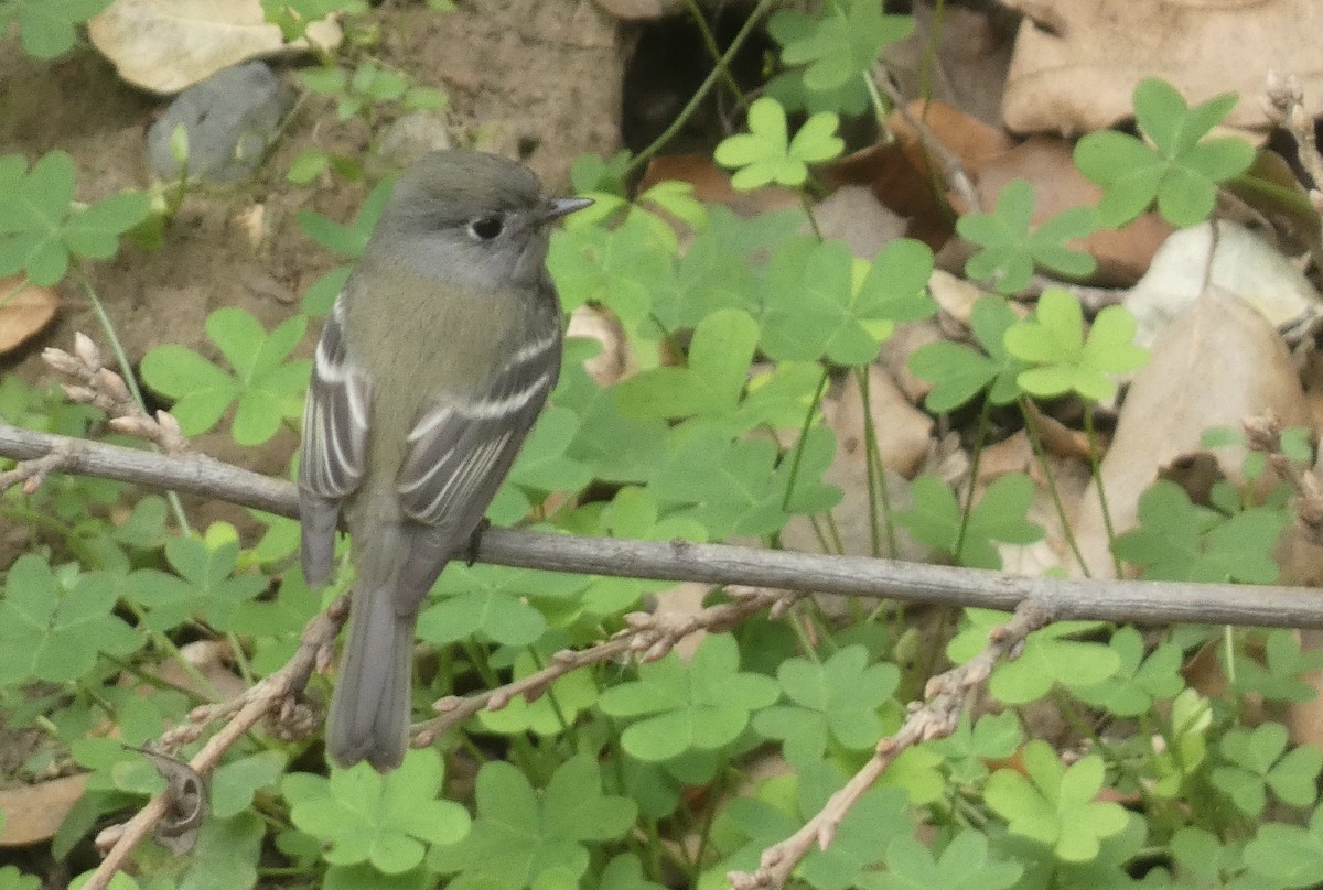 Hammond's Flycatcher - ML630025266