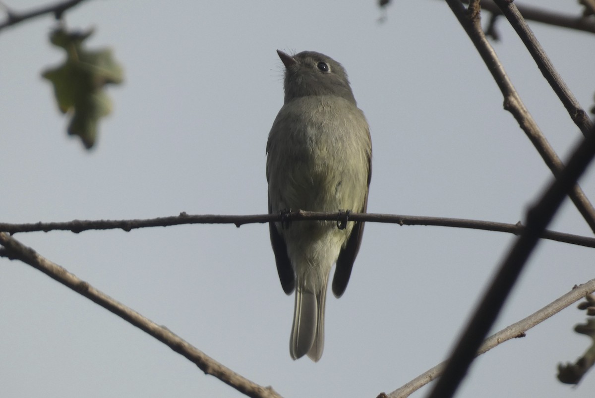 Hammond's Flycatcher - ML630025267