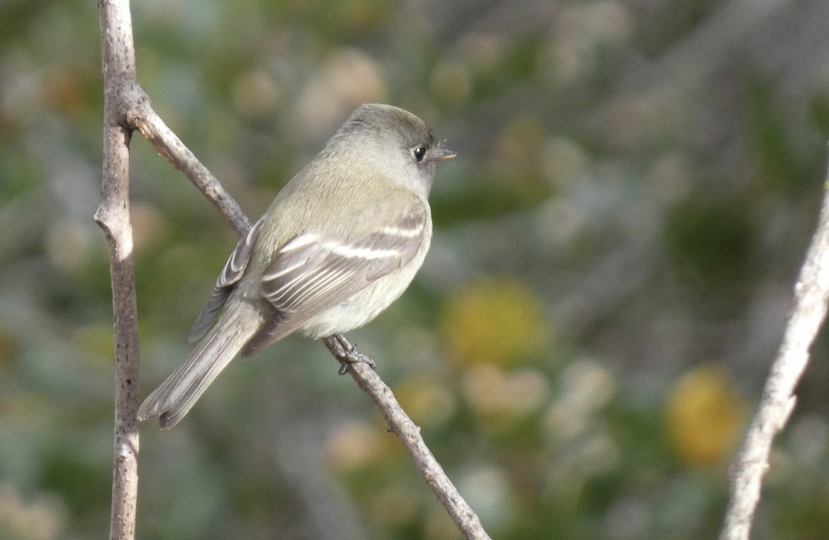 Hammond's Flycatcher - ML630025269