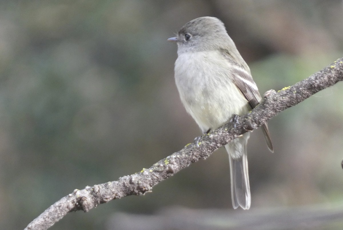 Hammond's Flycatcher - ML630025271