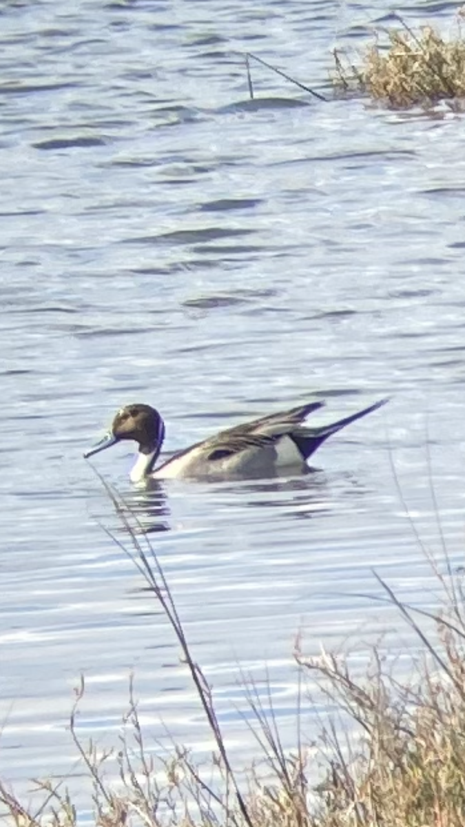 Northern Pintail - ML630025281