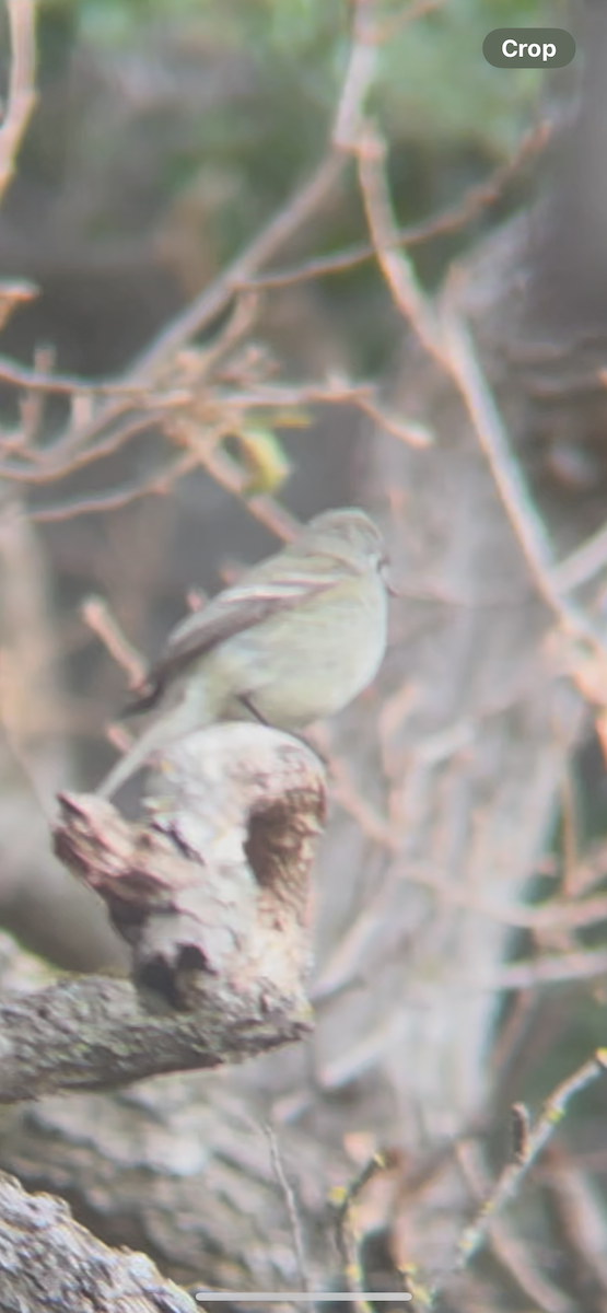 Hammond's Flycatcher - ML630025342