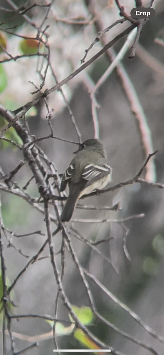 Hammond's Flycatcher - ML630025343