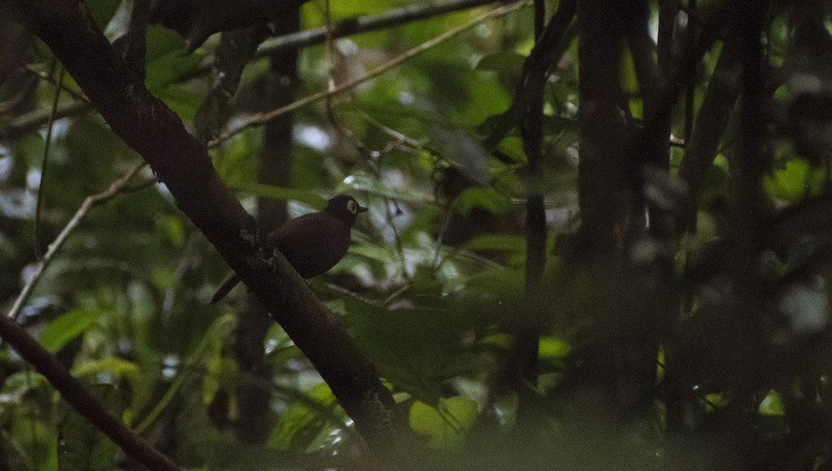 Harlequin Antbird - ML630025488