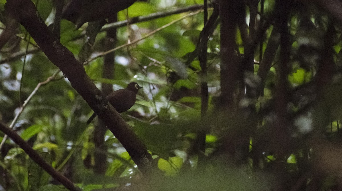 Harlequin Antbird - ML630025489