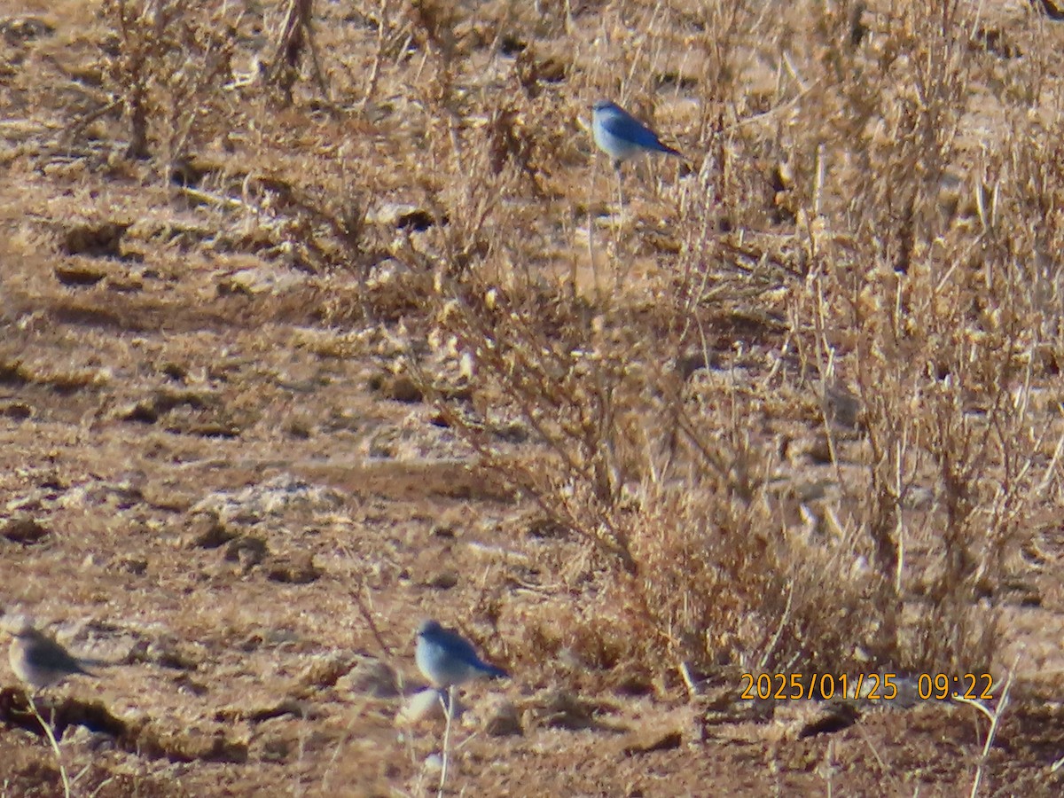 Mountain Bluebird - ML630025811