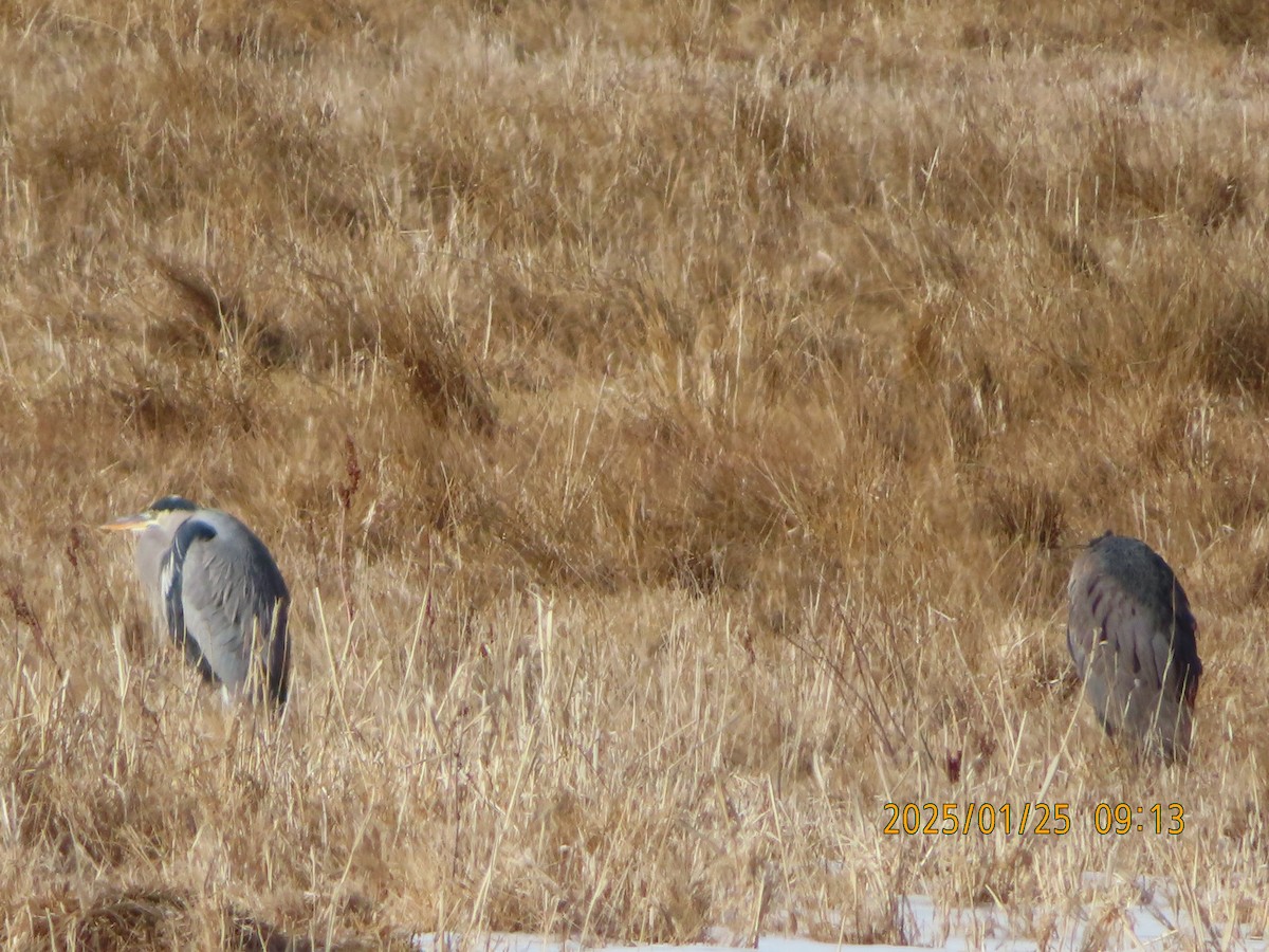 Great Blue Heron - ML630025839