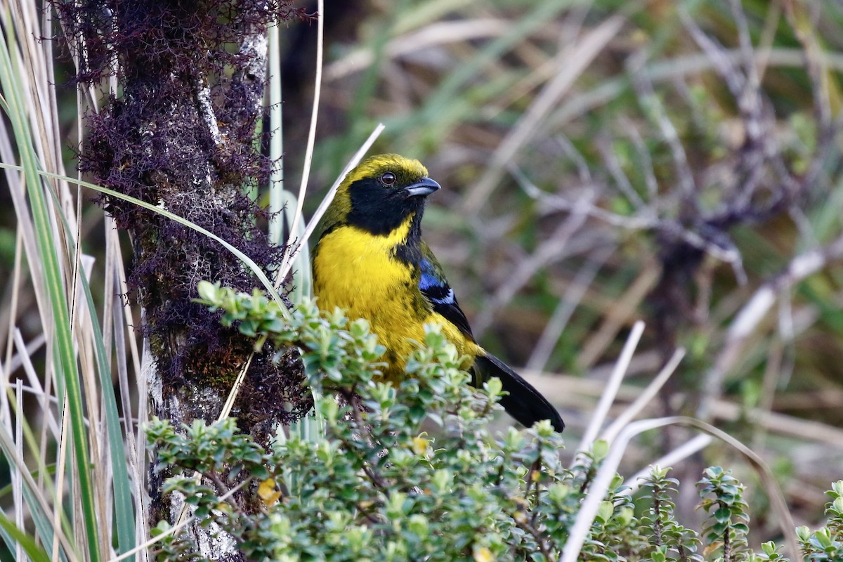 Masked Mountain Tanager - ML630025946