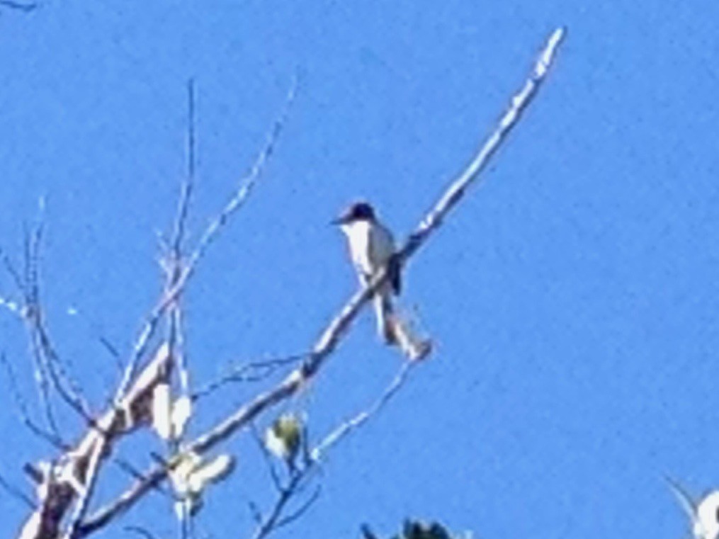 La Sagra's Flycatcher - ML630025983