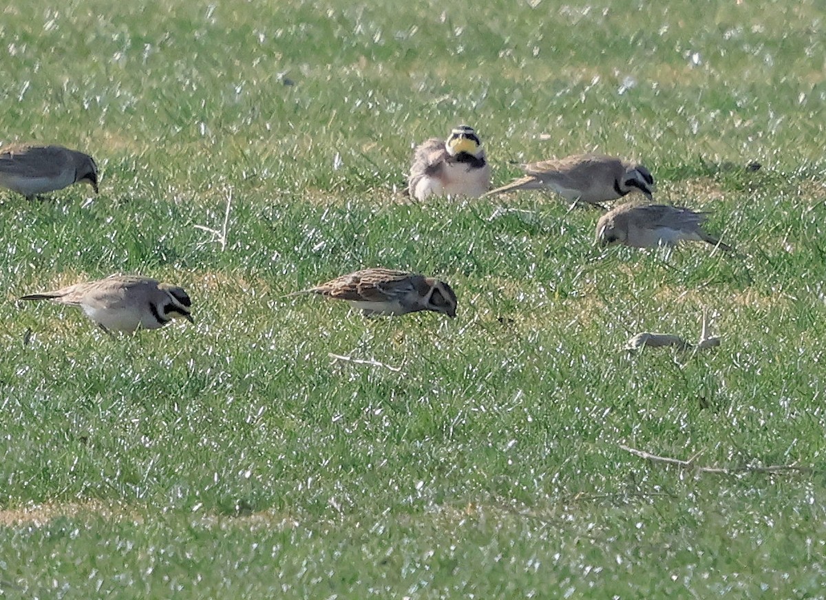 Lapland Longspur - ML630026166