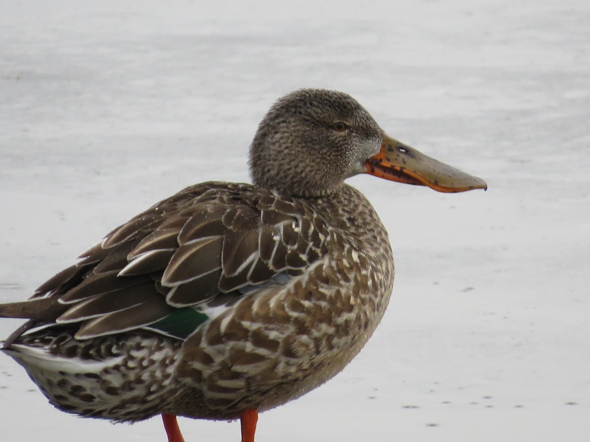 Northern Shoveler - ML630027052
