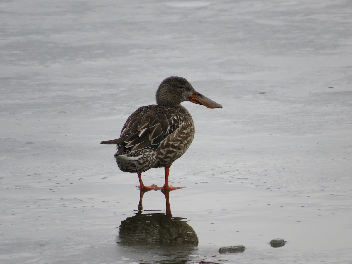Northern Shoveler - ML630027055