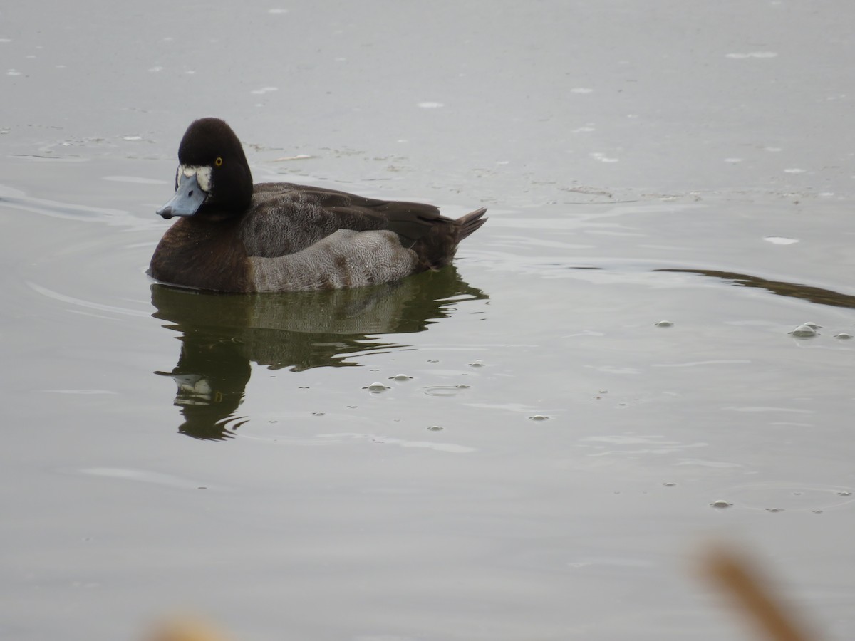 Lesser Scaup - ML630027082