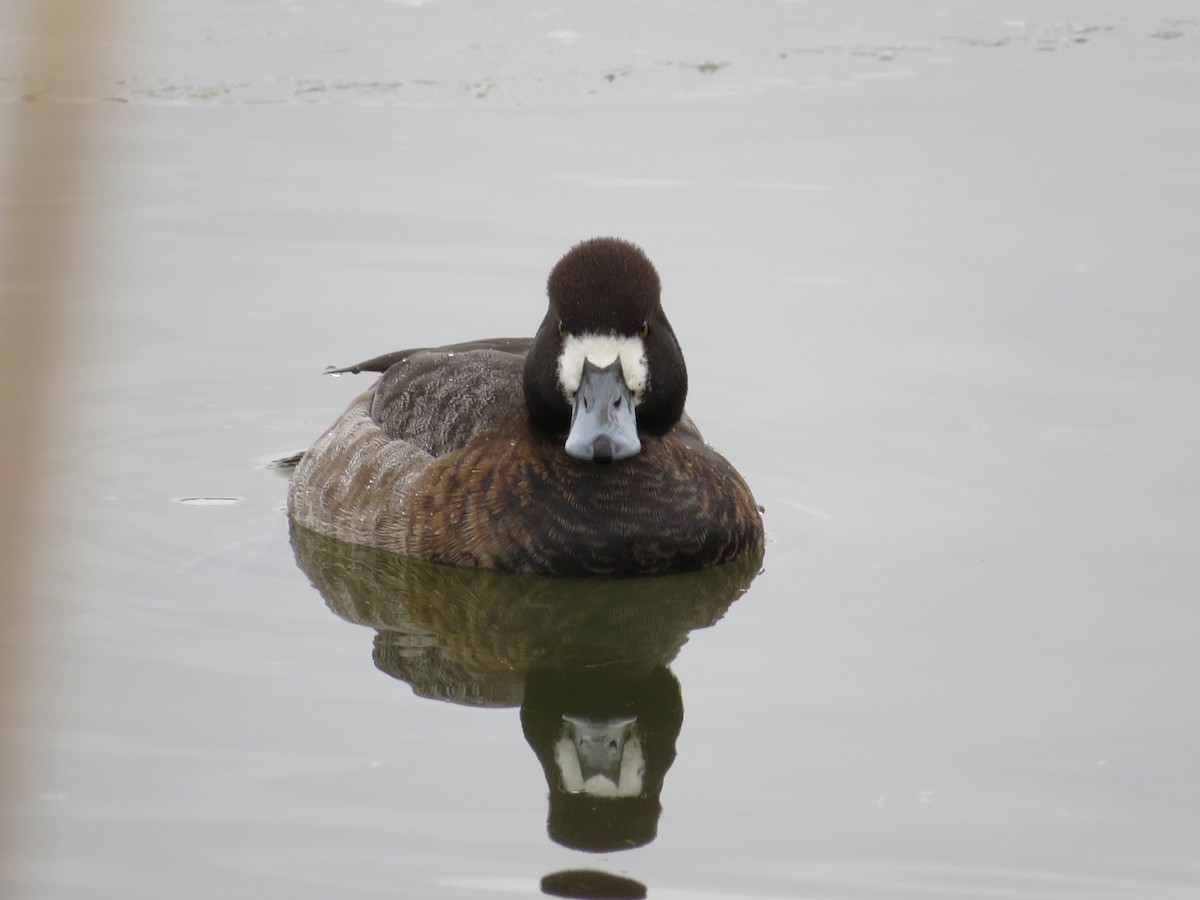 Lesser Scaup - ML630027088