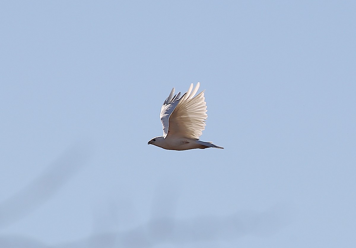 hawk sp. - ML630027138