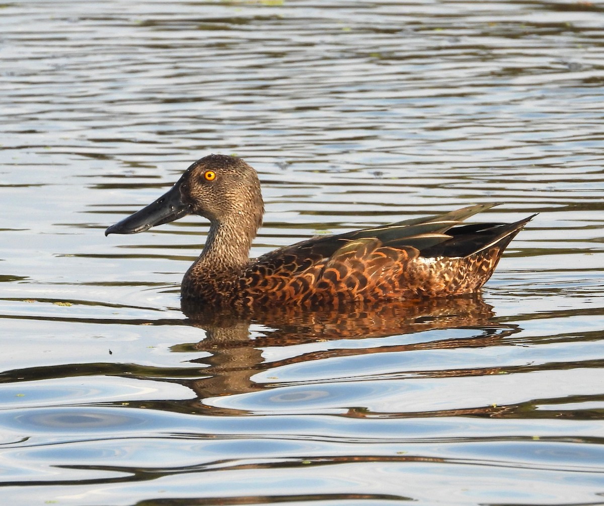 Canard bridé - ML630027332