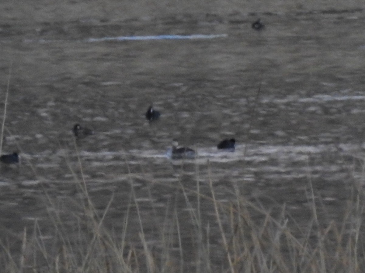 Red-necked Grebe - ML630027367