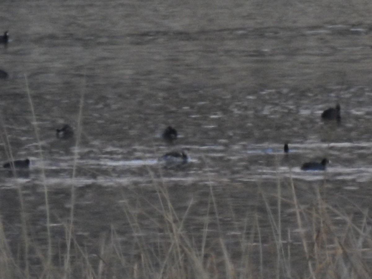 Red-necked Grebe - ML630027368