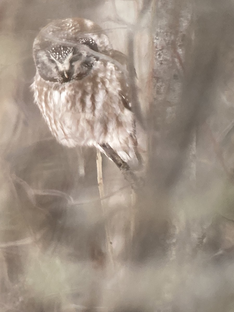 Boreal Owl - ML630027468