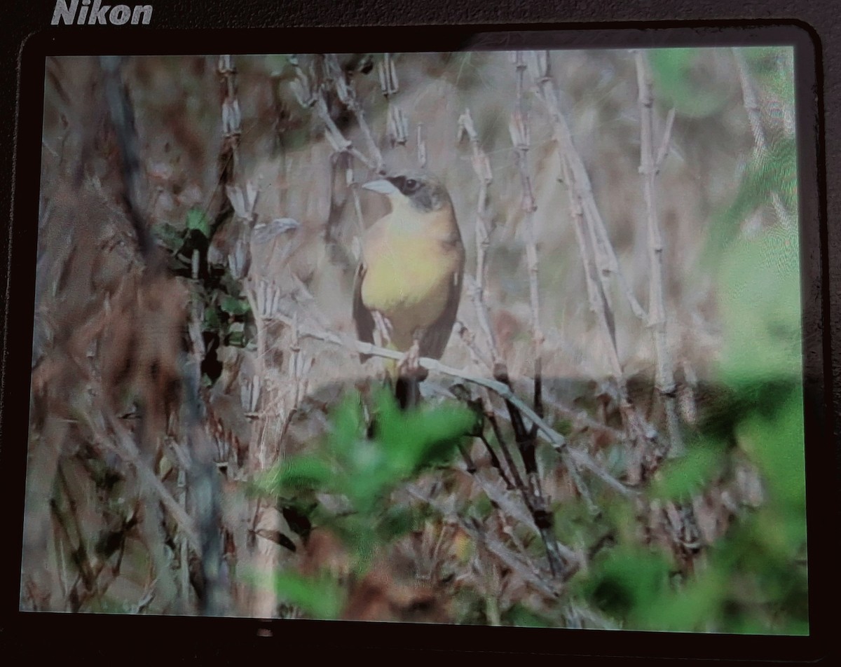 גיבתון שחור-ראש - ML630027603