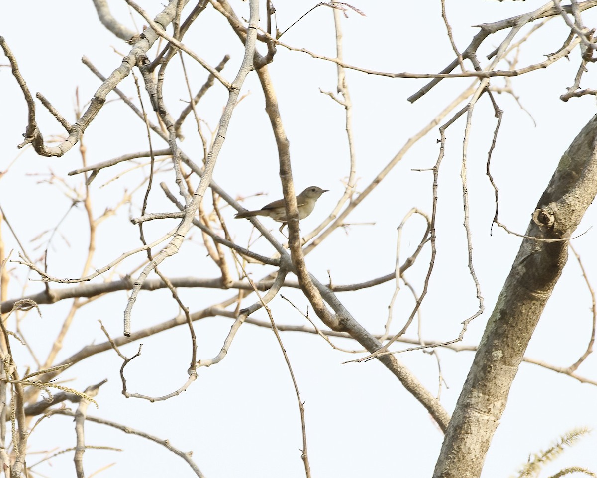 Common Reed Warbler - ML630027691