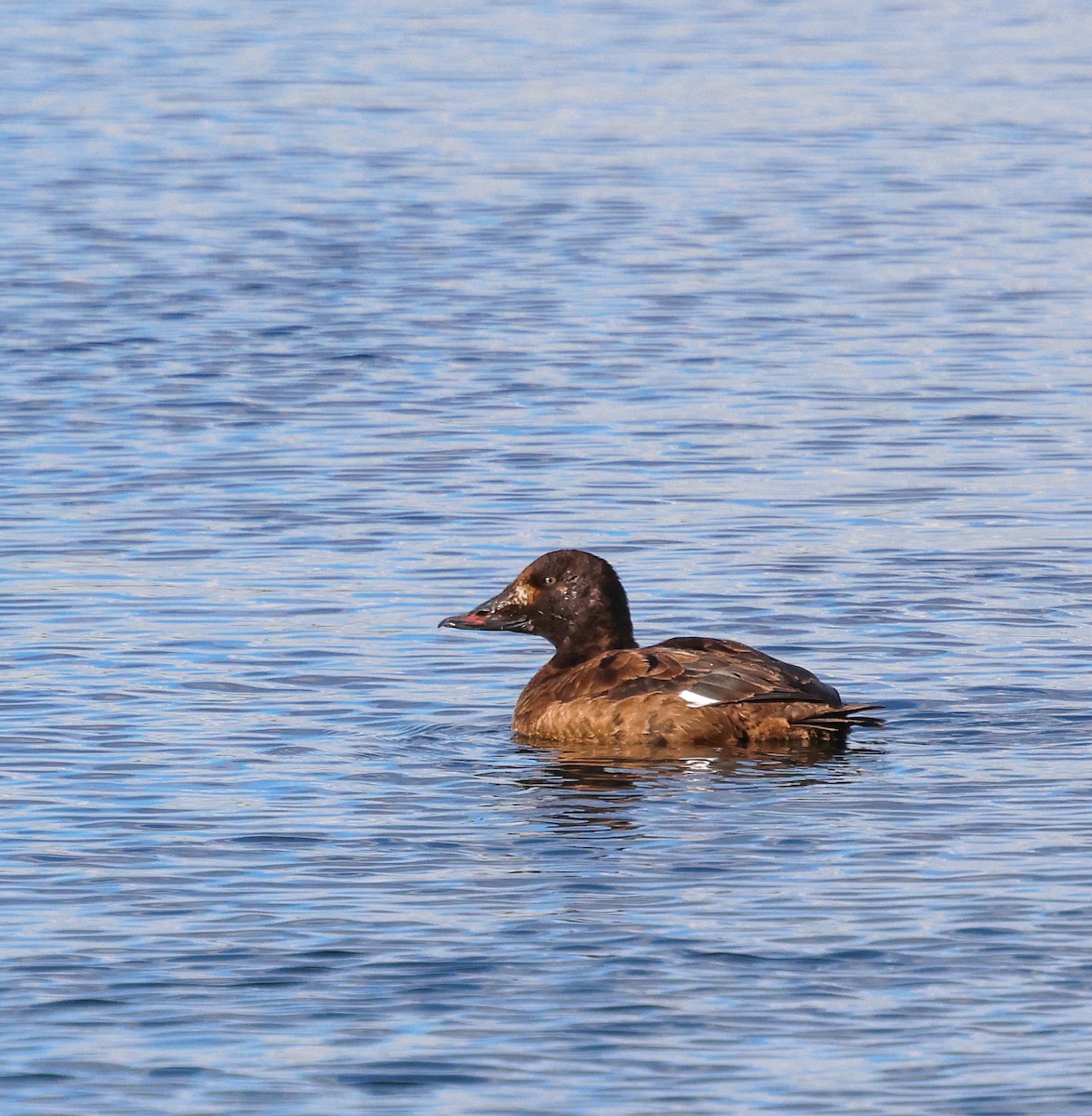 White-winged Scoter - ML630027785