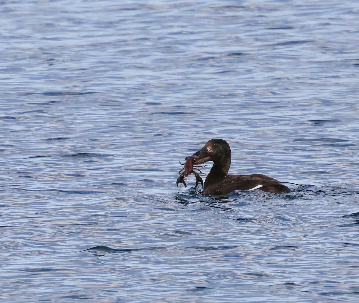 White-winged Scoter - ML630027821