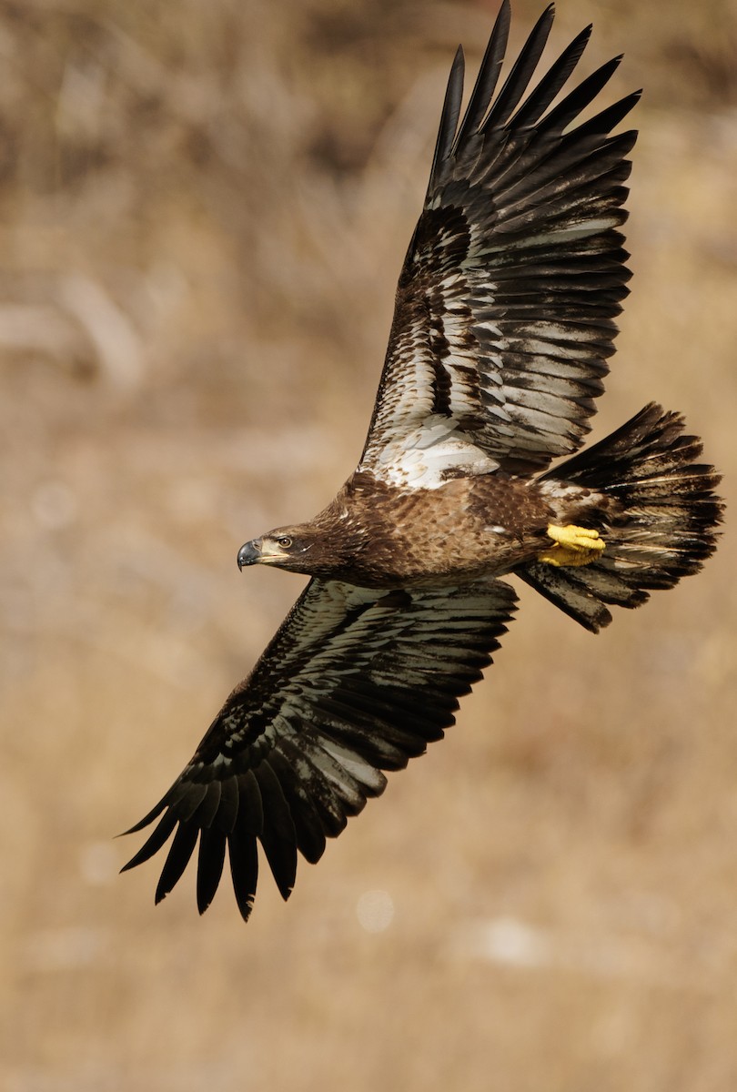Bald Eagle - ML630027906
