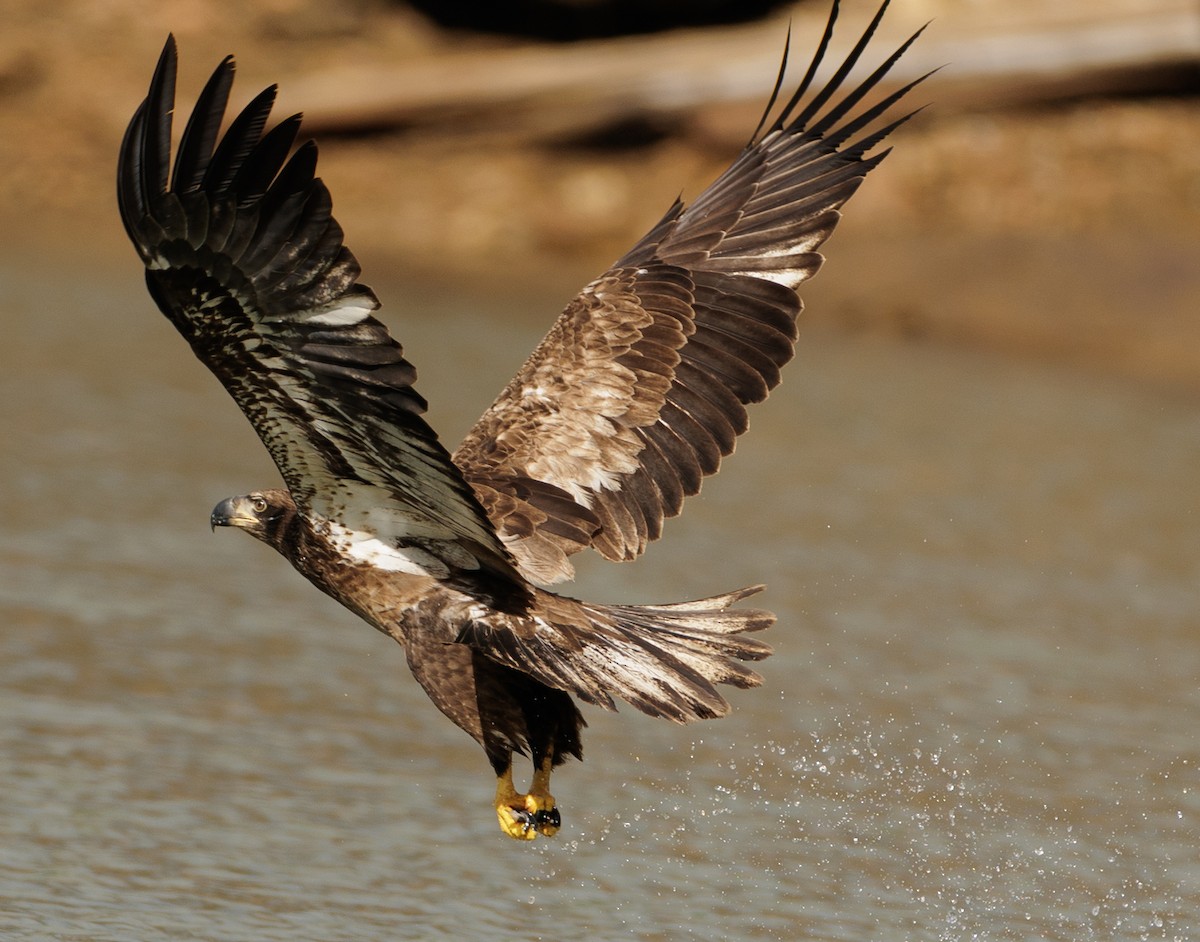 Bald Eagle - ML630027913
