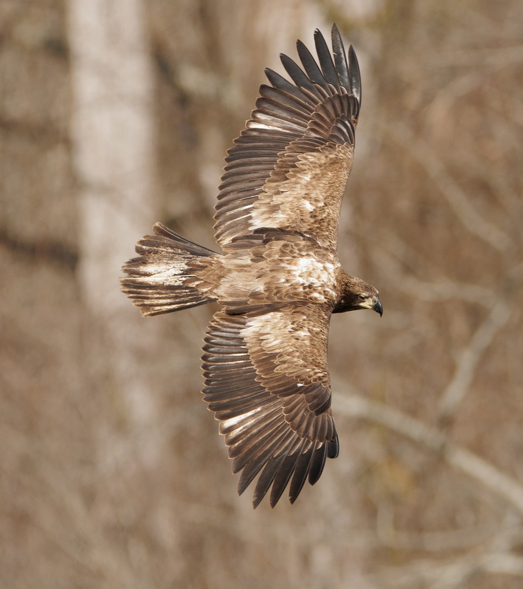 Bald Eagle - ML630027914