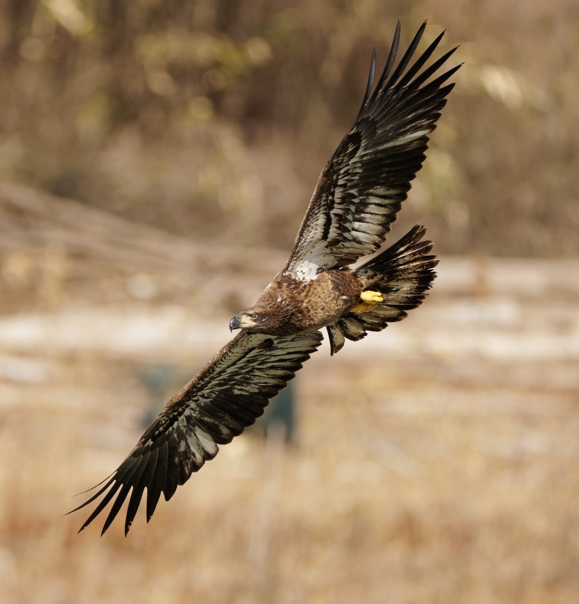 Bald Eagle - ML630027916