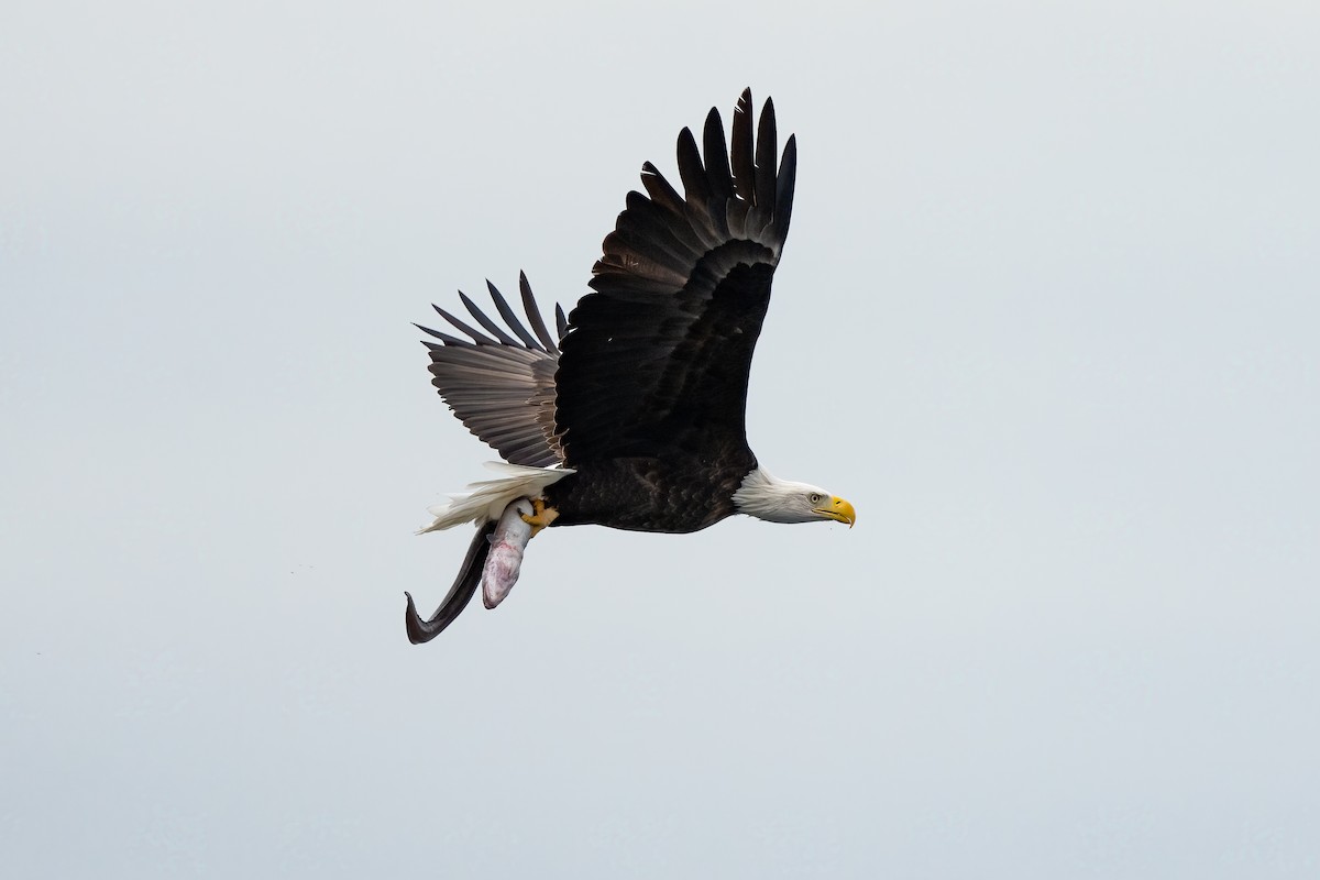 Bald Eagle - ML630028201