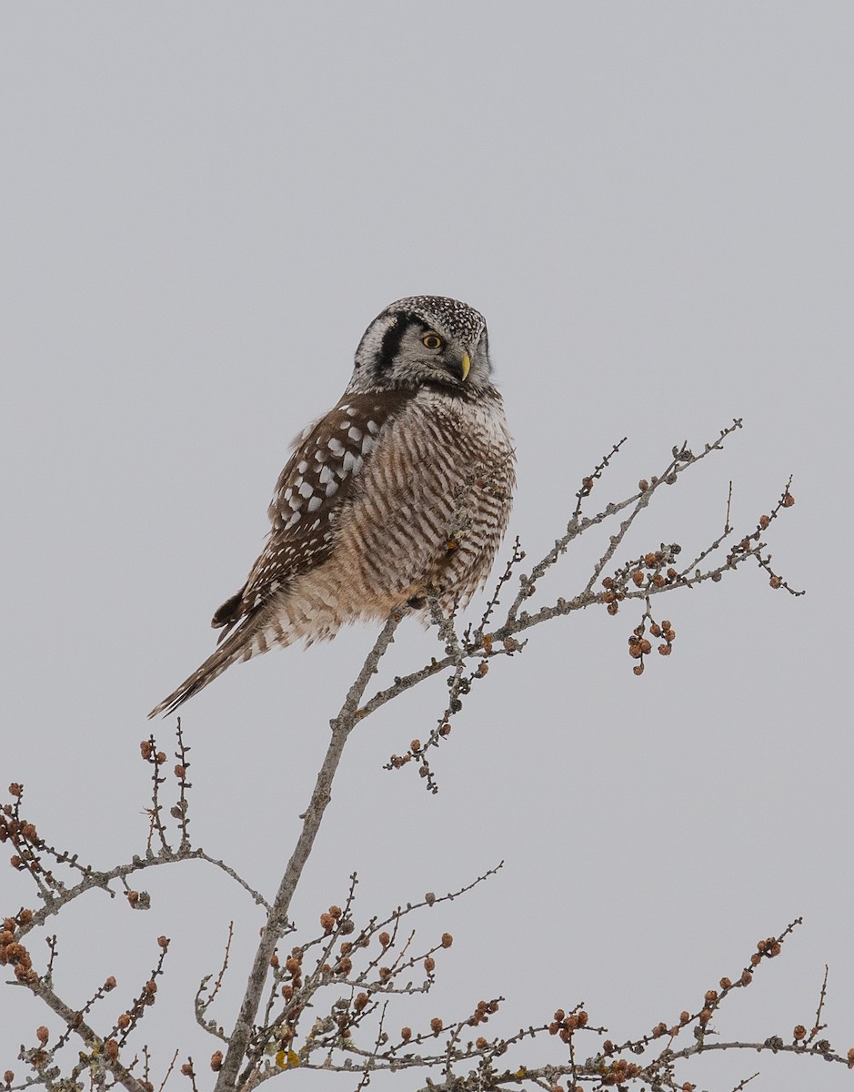 Northern Hawk Owl - ML630028284
