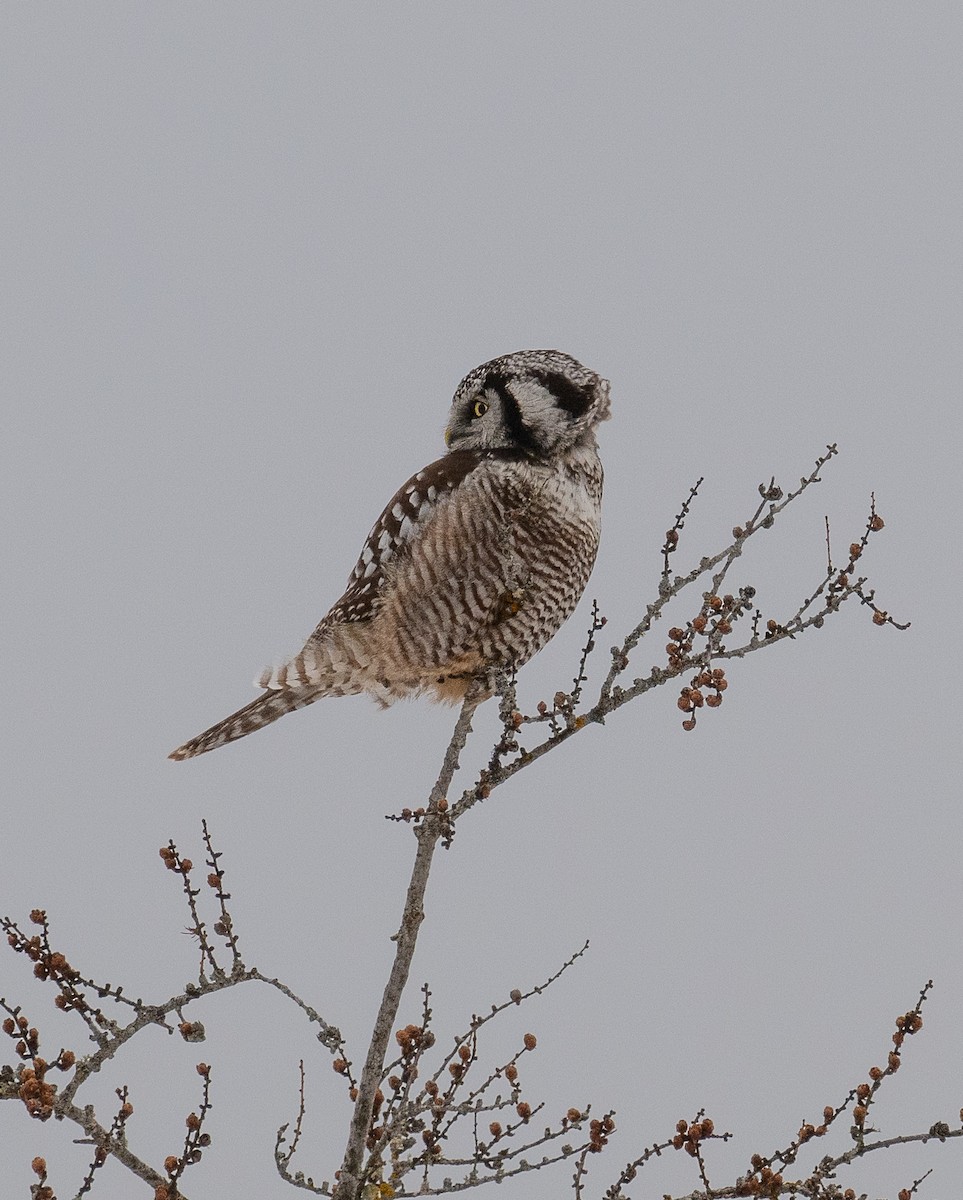 Northern Hawk Owl - ML630028285