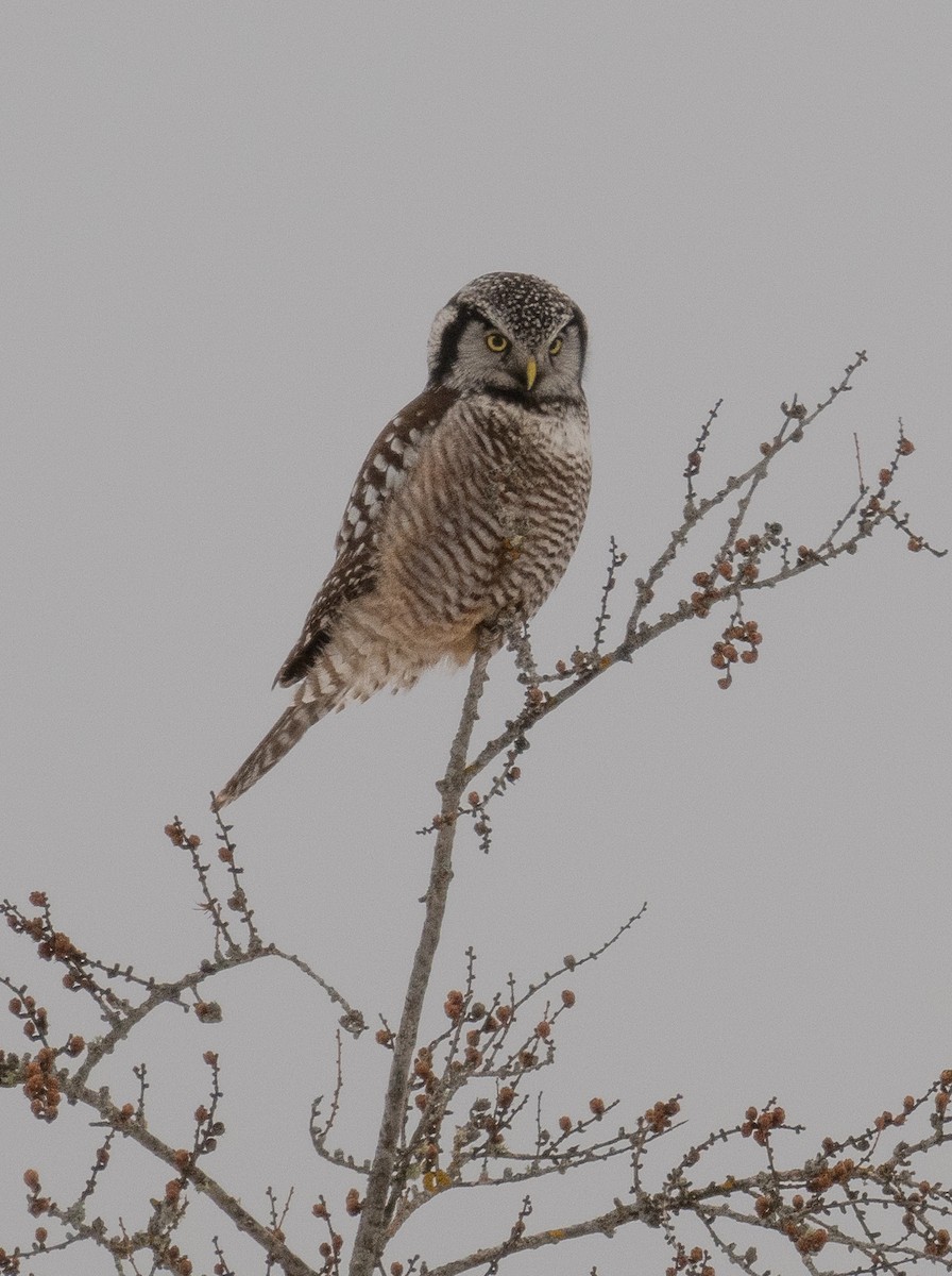 Northern Hawk Owl - ML630028286