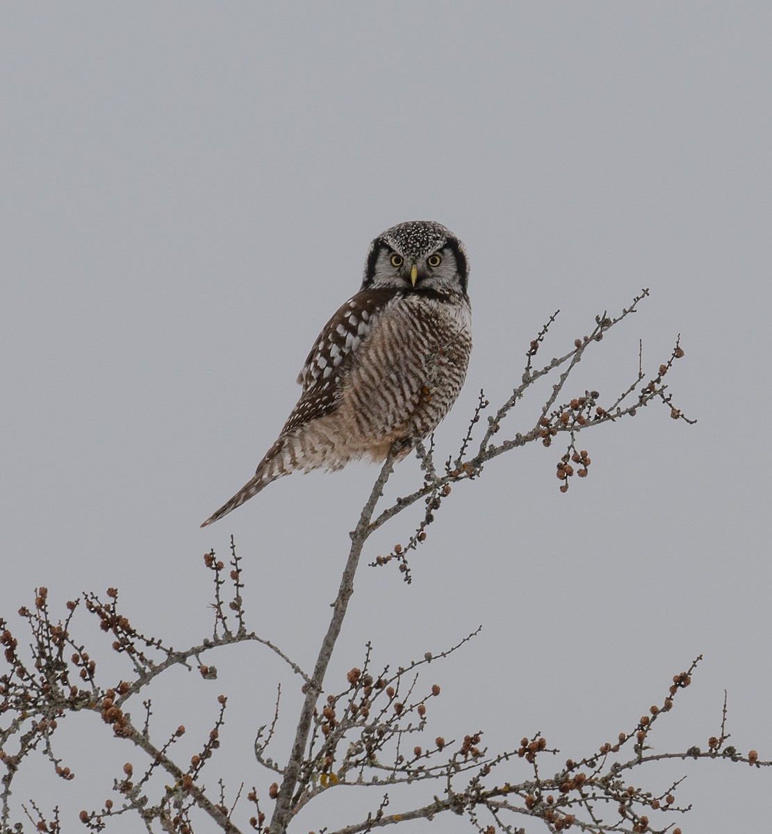 Northern Hawk Owl - ML630028287