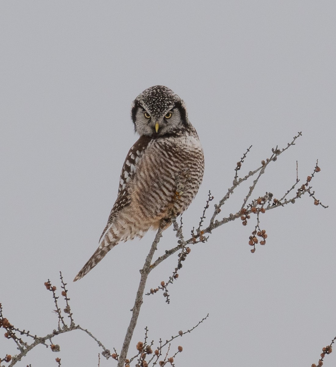 Northern Hawk Owl - ML630028288
