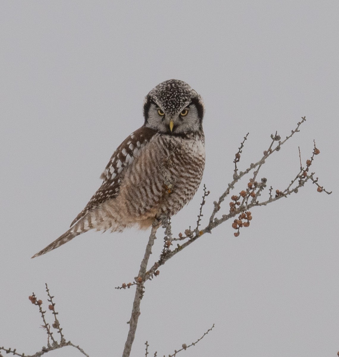 Northern Hawk Owl - ML630028289