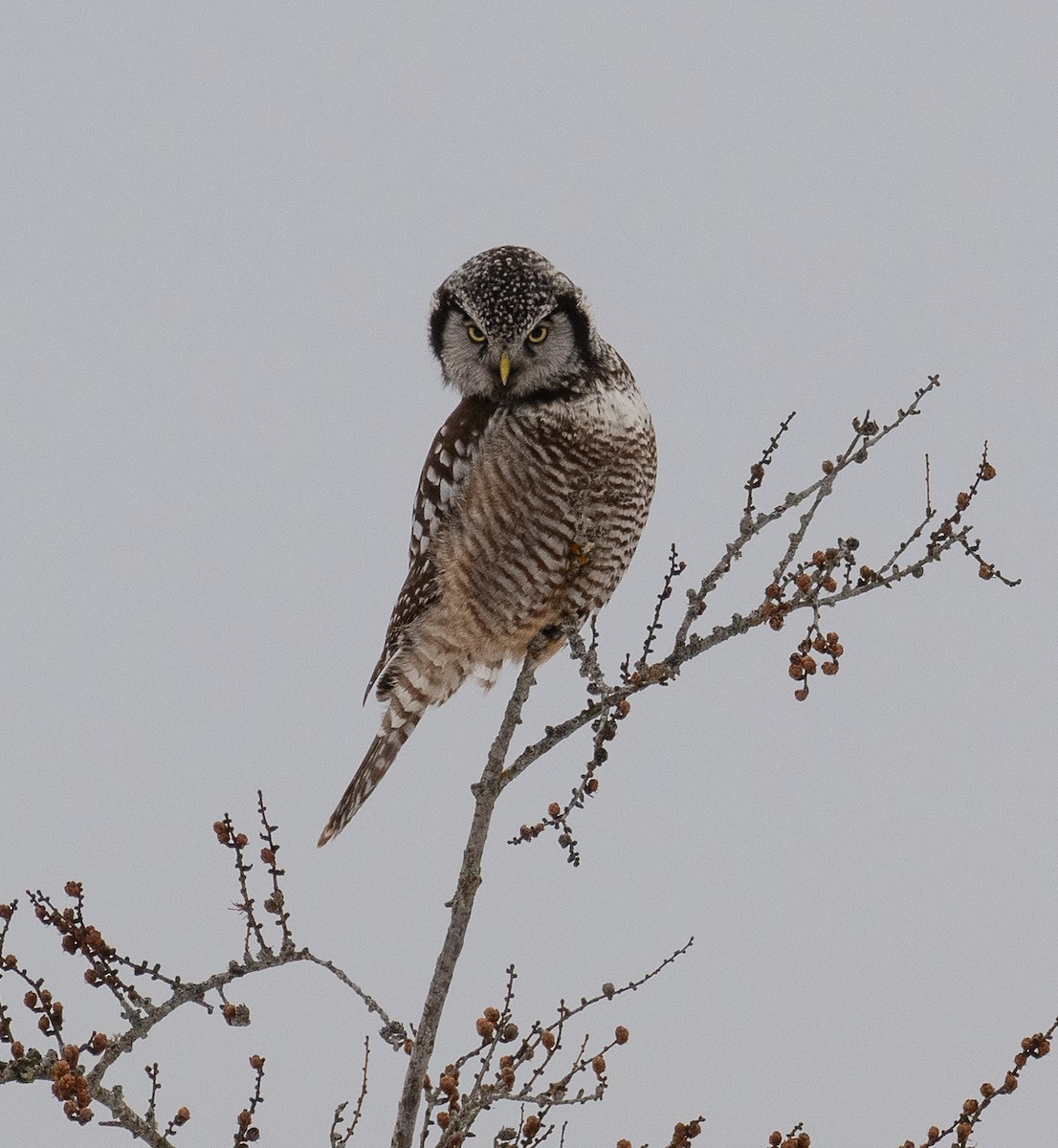 Northern Hawk Owl - ML630028291