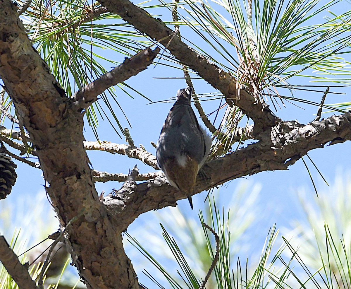 Brown-headed Nuthatch - ML630028309