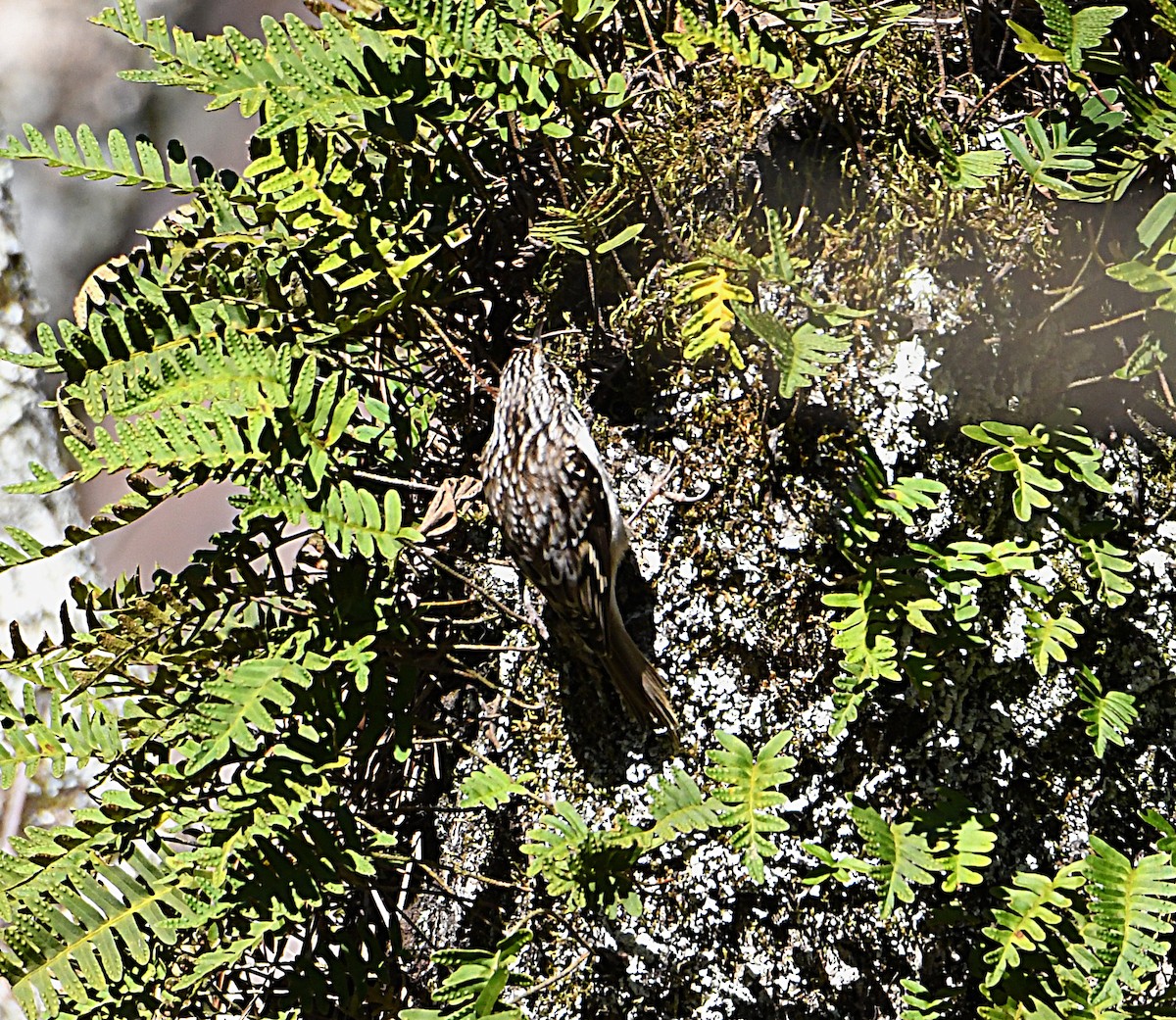 Brown Creeper - ML630028323