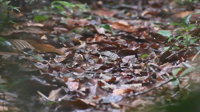 Banded Antbird - ML630028356