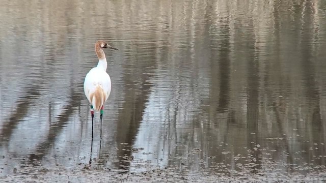 Whooping Crane - ML630028364