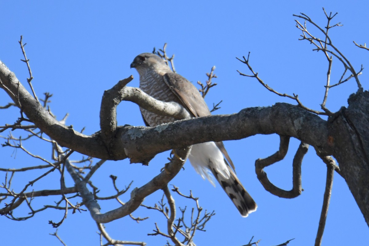 Sharp-shinned Hawk - ML630028372