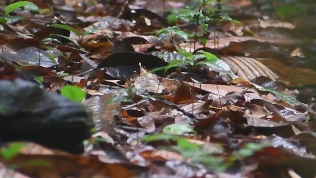 Banded Antbird - ML630028384