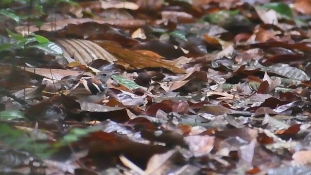 Banded Antbird - ML630028395
