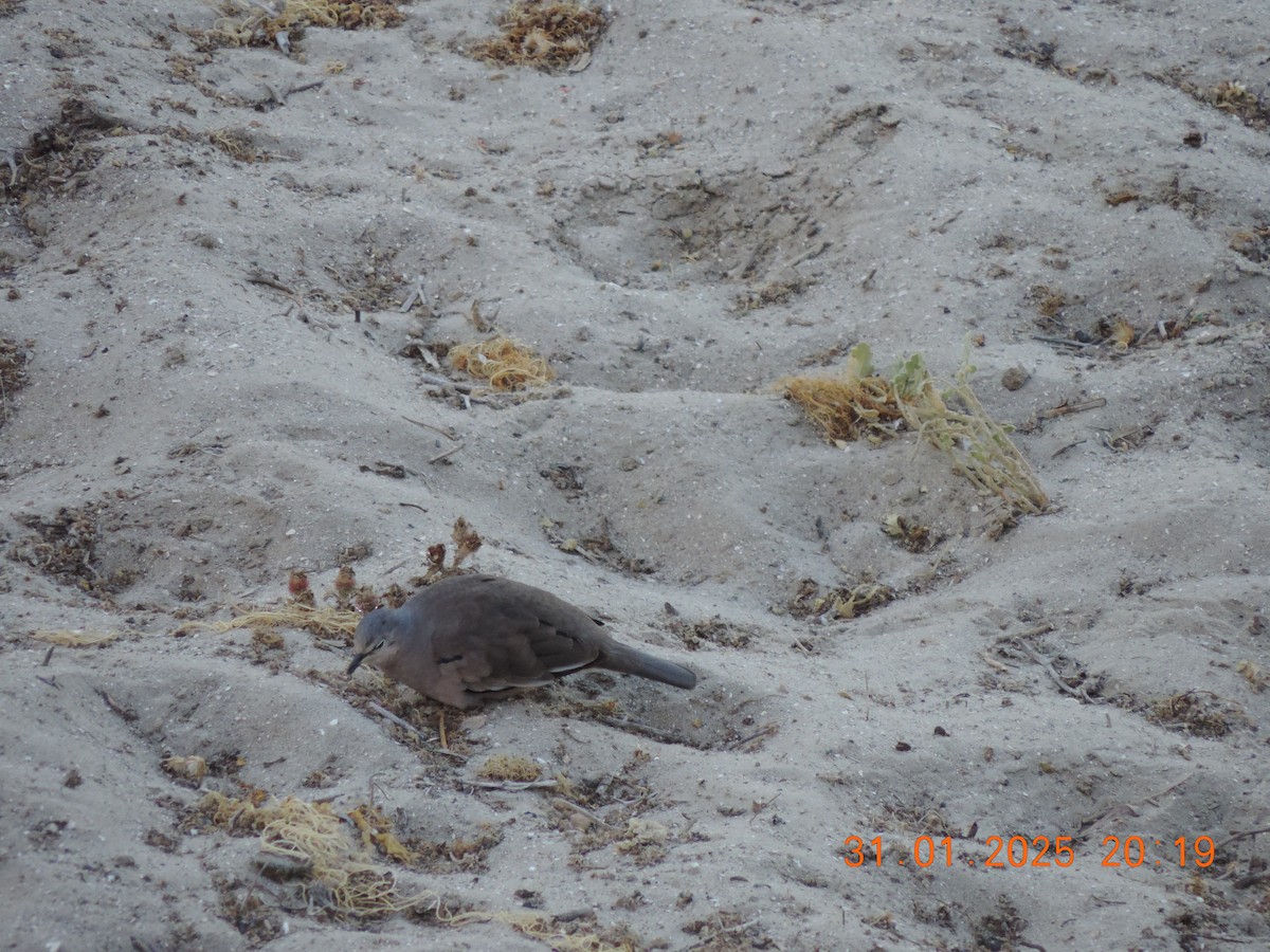 Picui Ground Dove - ML630028471